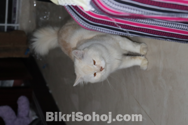 Pearl Colored Persian Cat